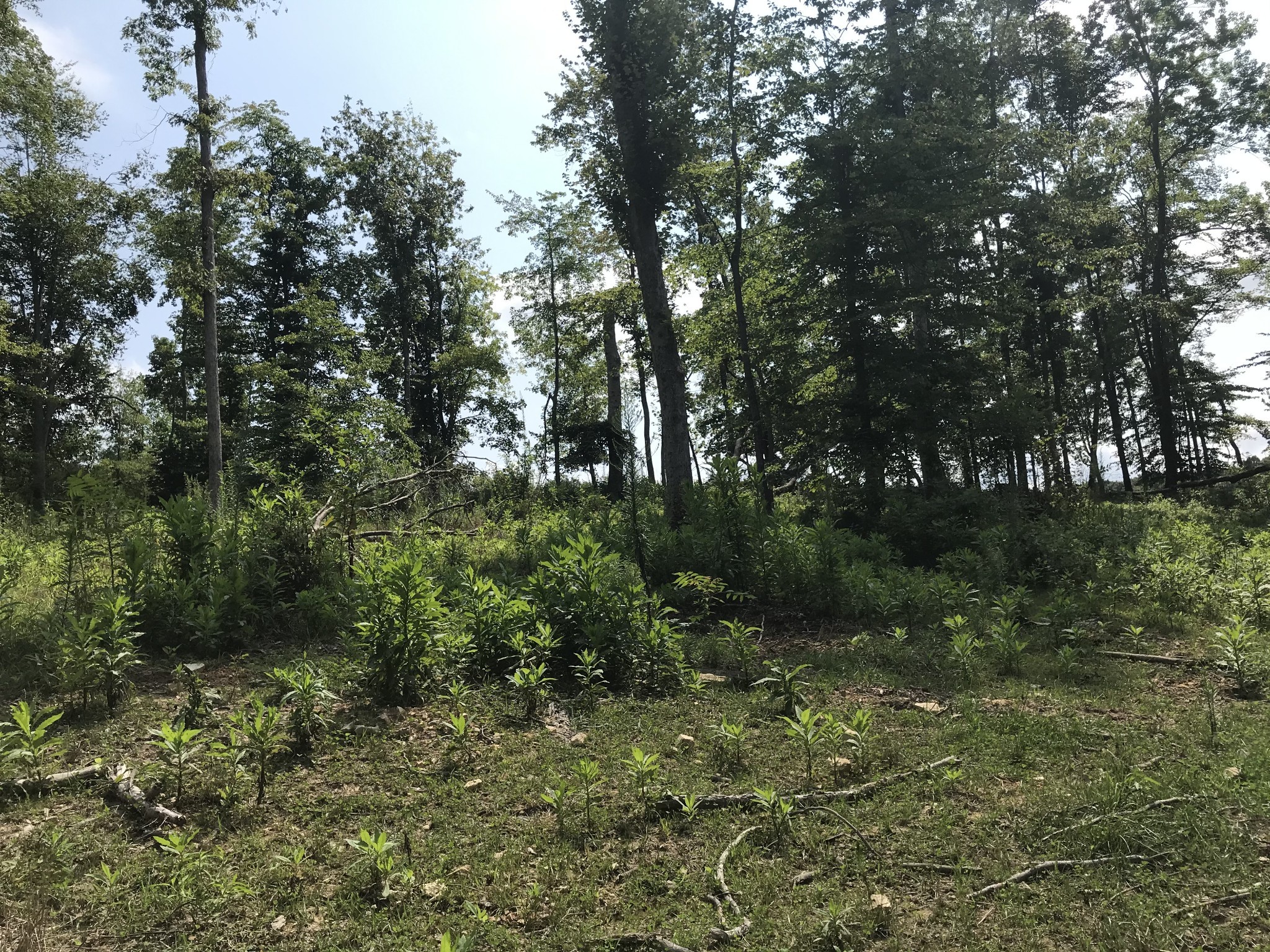 1 Pea Ridge Road Liberty, TN 37095 - Photo 14 of 22 a view of a green field with lots of bushes