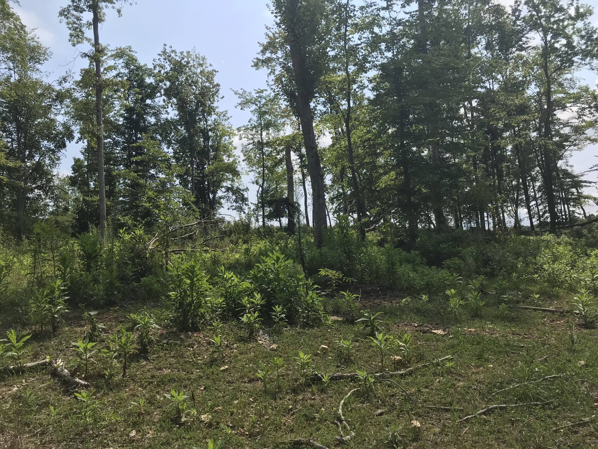 1 Pea Ridge Road Liberty, TN 37095 - Photo 15 of 22 a view of a forest with trees