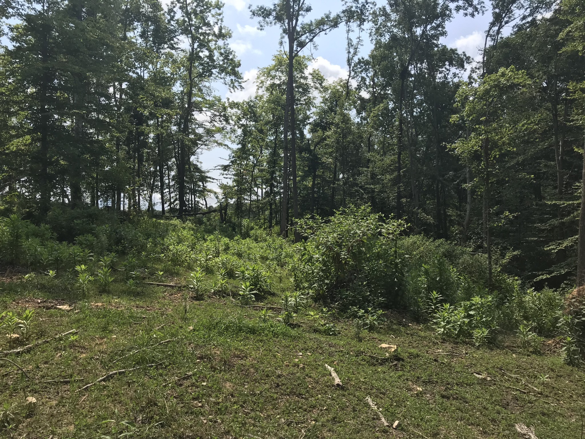 1 Pea Ridge Road Liberty, TN 37095 - Photo 19 of 22 a view of a yard