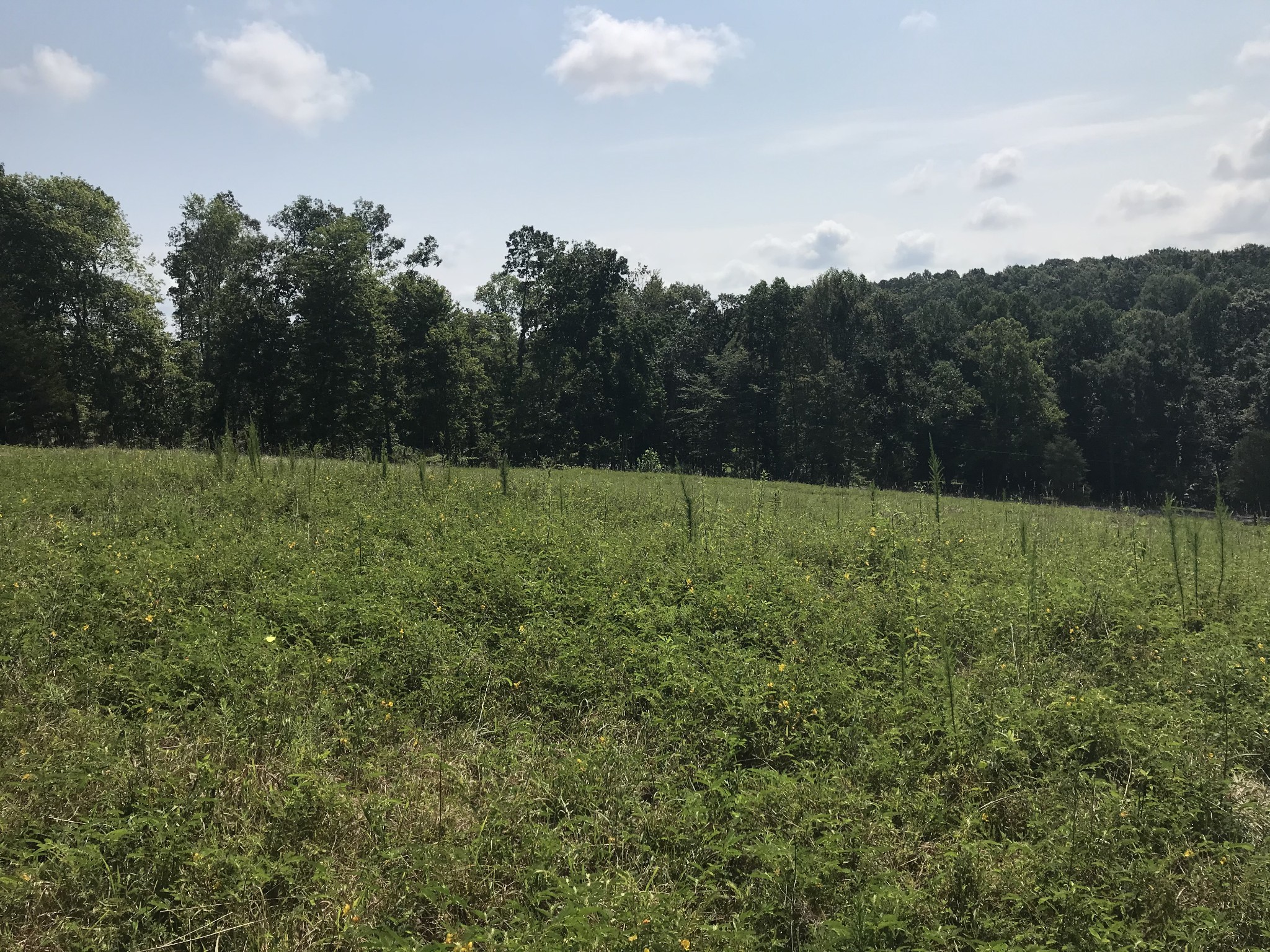 1 Pea Ridge Road Liberty, TN 37095 - Photo 4 of 22 a view of an outdoor space and a yard