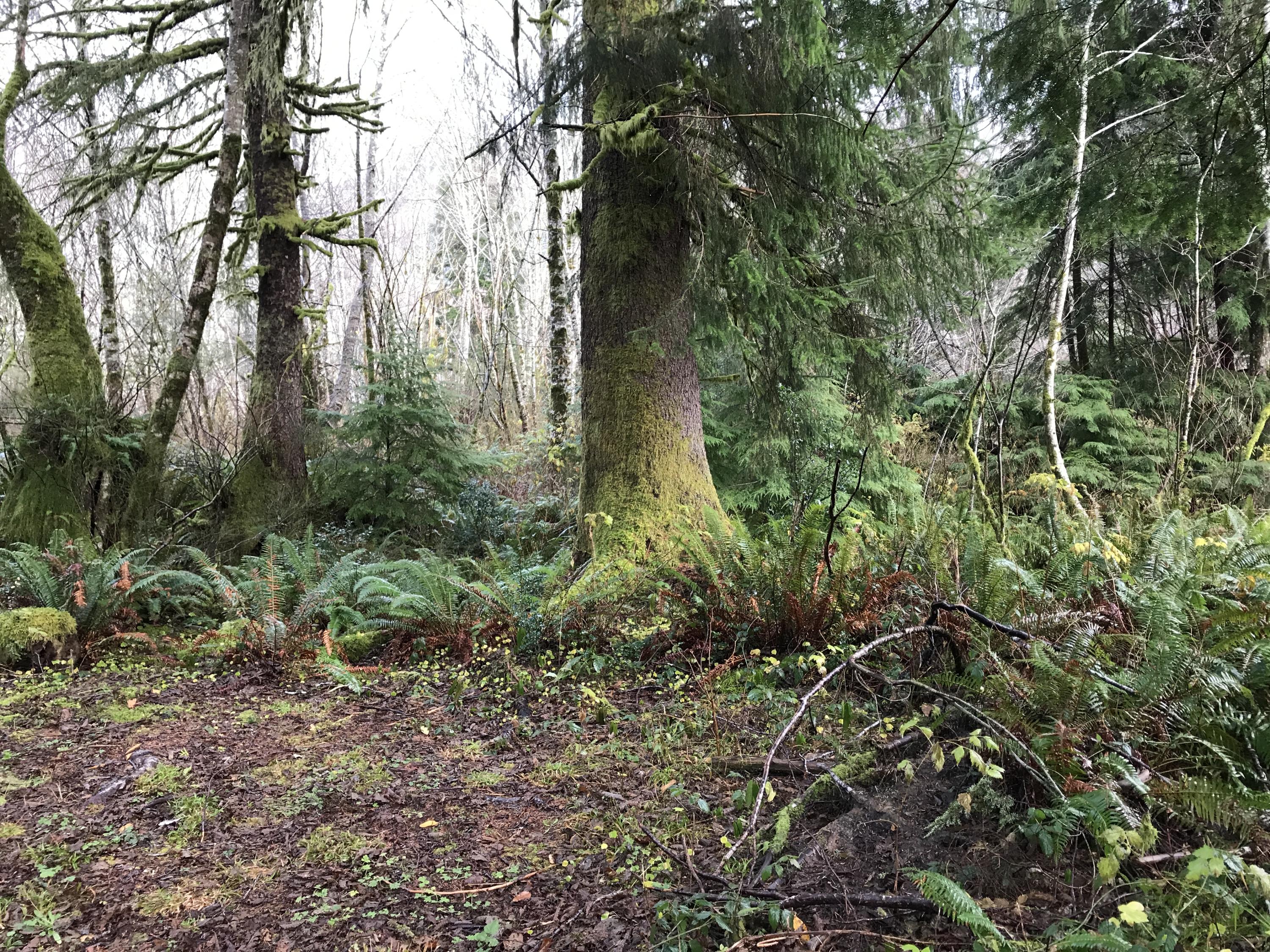V/l Miami Foley Road Nehalem, OR 97131 - Photo 13 of 21 Lot