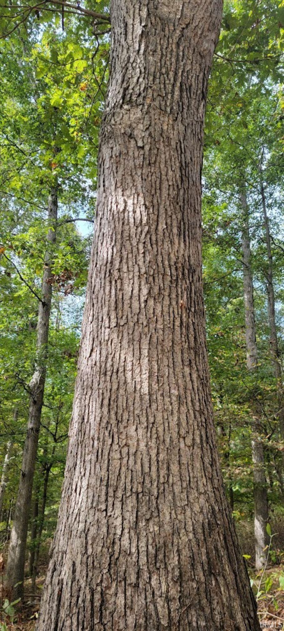 17-acres Ziegler Road Loogootee, IN 47553 - Photo 5 of 16