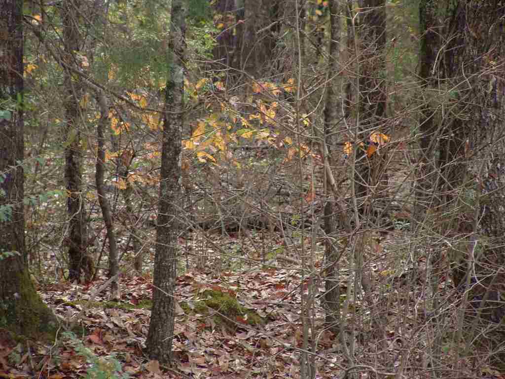 0 Bragg Road, Unit LOT 5 Woodruff, SC 29388 - Photo 4 of 5 Gallery Image 4