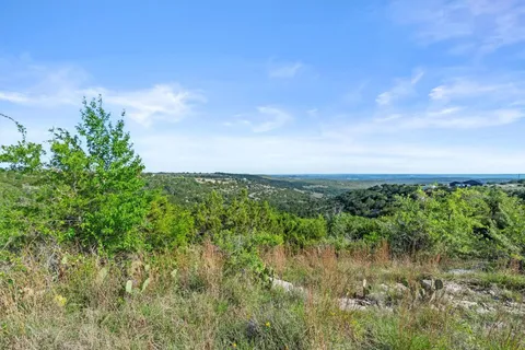 view of a bunch of trees