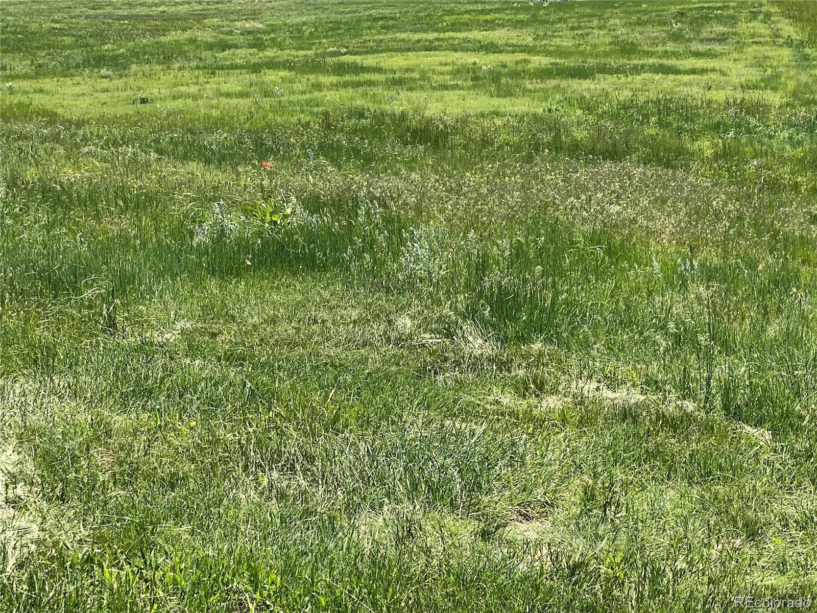 Haskel Creek Road Larkspur, CO 80118 - Photo 11 of 13