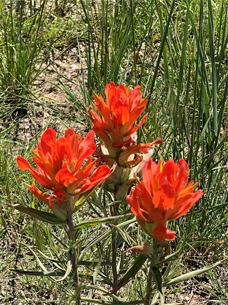 Haskel Creek Road Larkspur, CO 80118 - Photo 13 of 13
