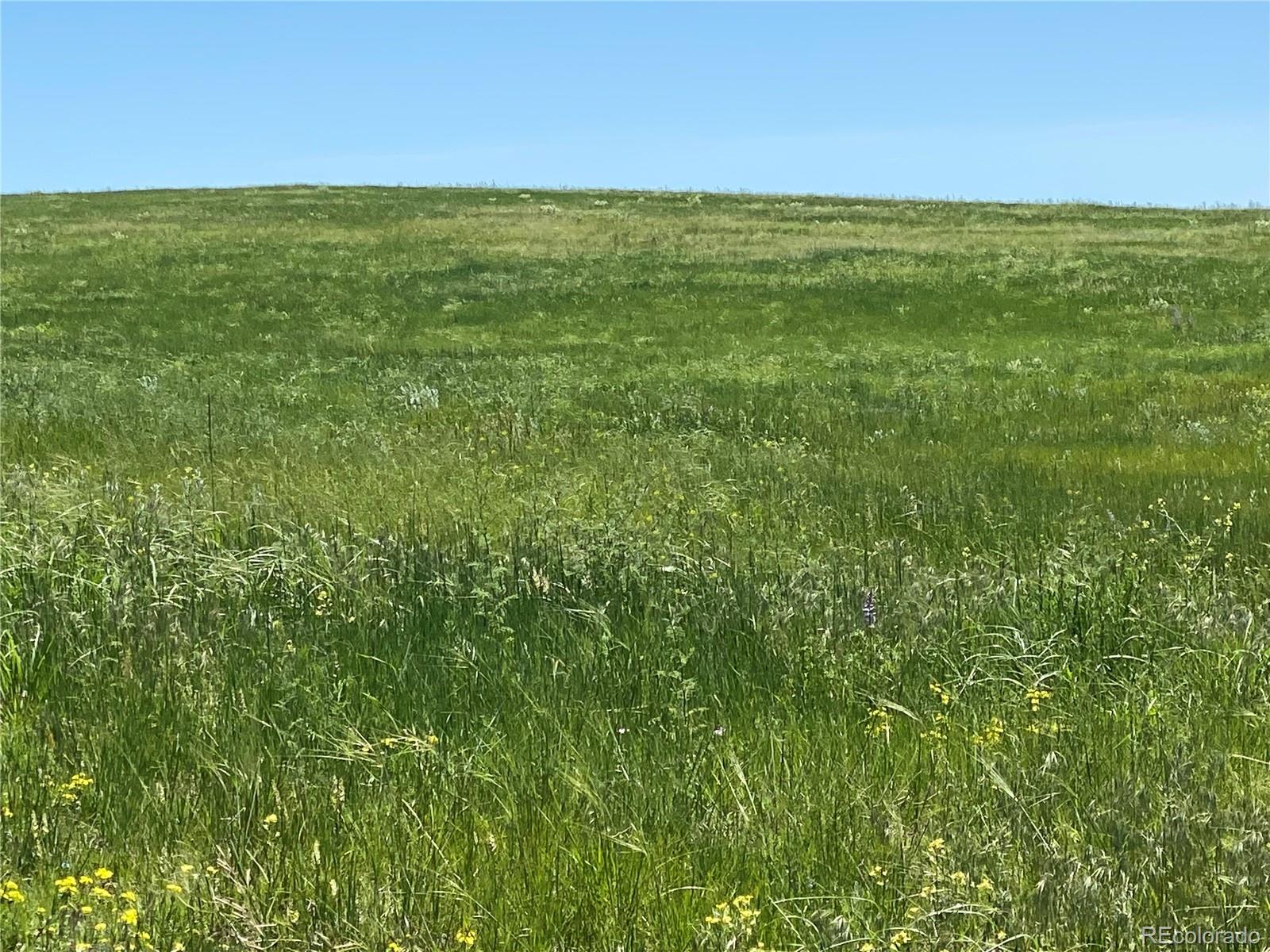 Haskel Creek Road Larkspur, CO 80118 - Photo 4 of 13