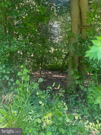 a view of a plants and small trees