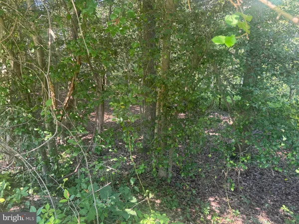 a view of a tree in a yard