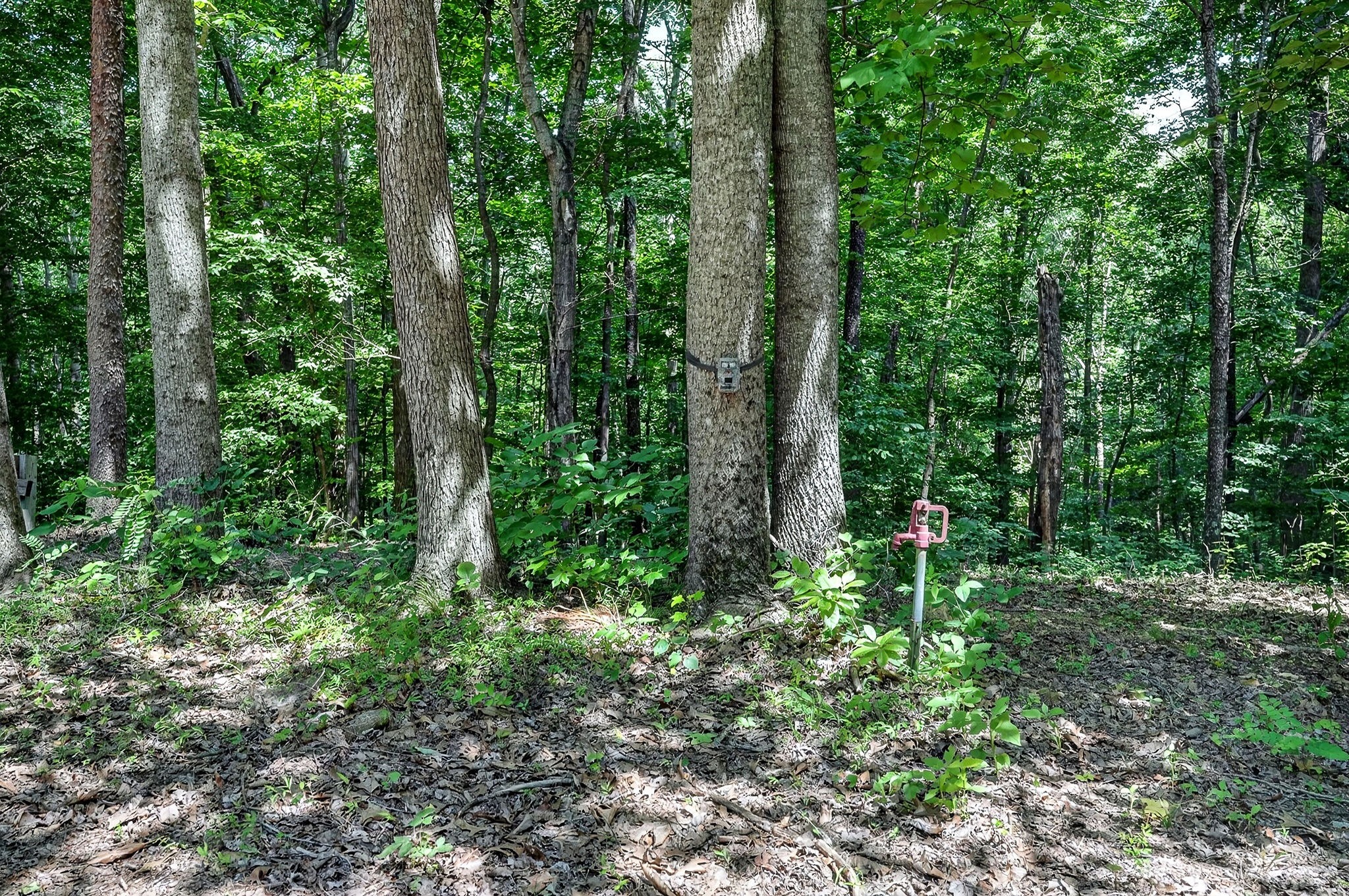 2926 Bryant Ridge Road Baxter, TN 38544 - Photo 6 of 64