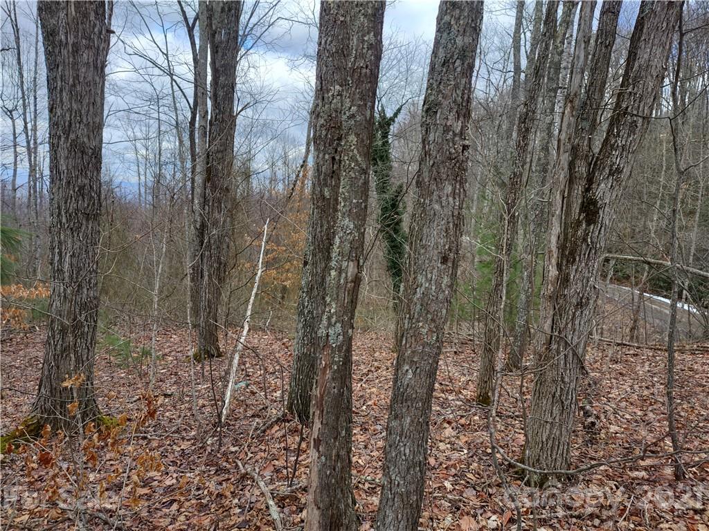 Land Off Saunook Road Waynesville, NC 28786 - Photo 9 of 34