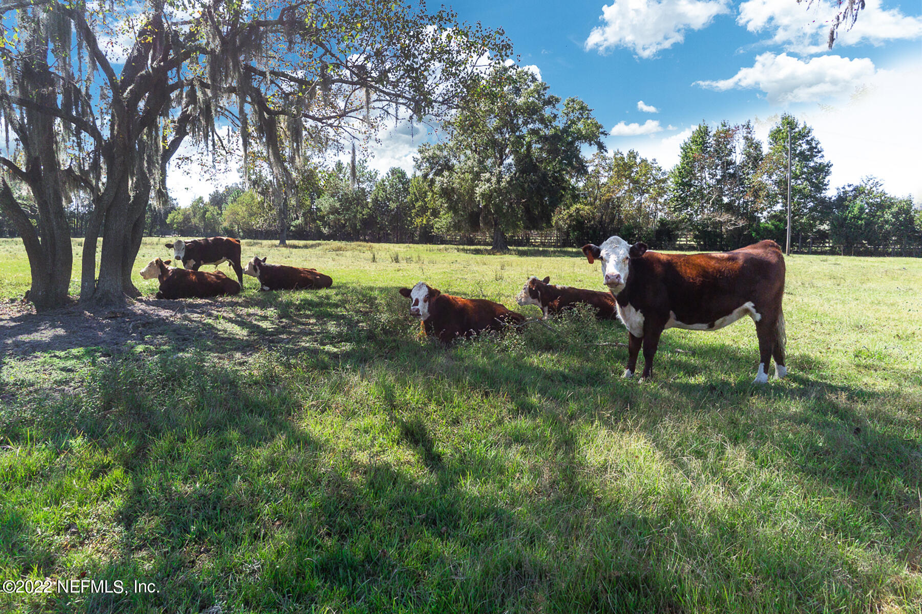 45918 Bismark Road Callahan, FL 32011 - Photo 7 of 45 Zoned Agricultural
