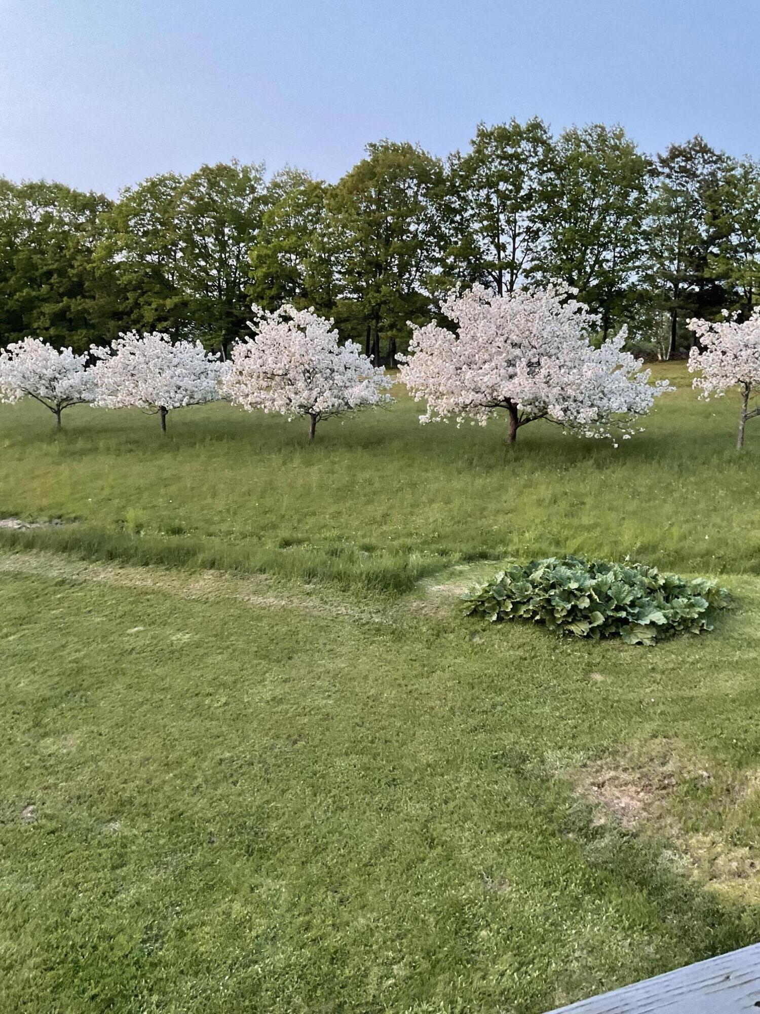 188 Mill Hill Road Waterford, ME 04088 - Photo 5 of 68 Apple Trees (Not on property)