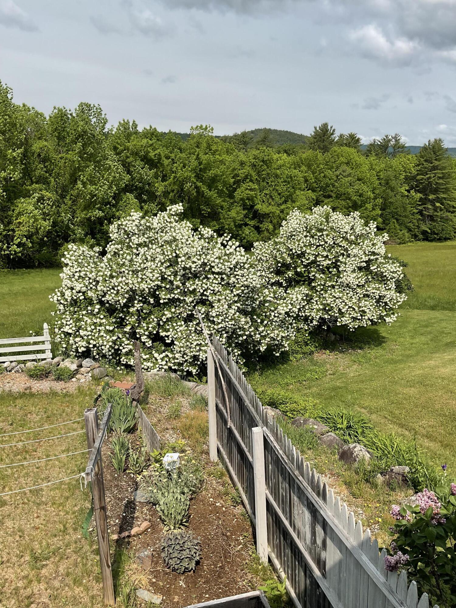 188 Mill Hill Road Waterford, ME 04088 - Photo 6 of 68 Snowball trees