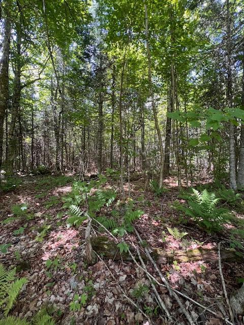 Lot 35 Woodland Ridge Road Danforth, ME 04424 - Photo 10 of 17