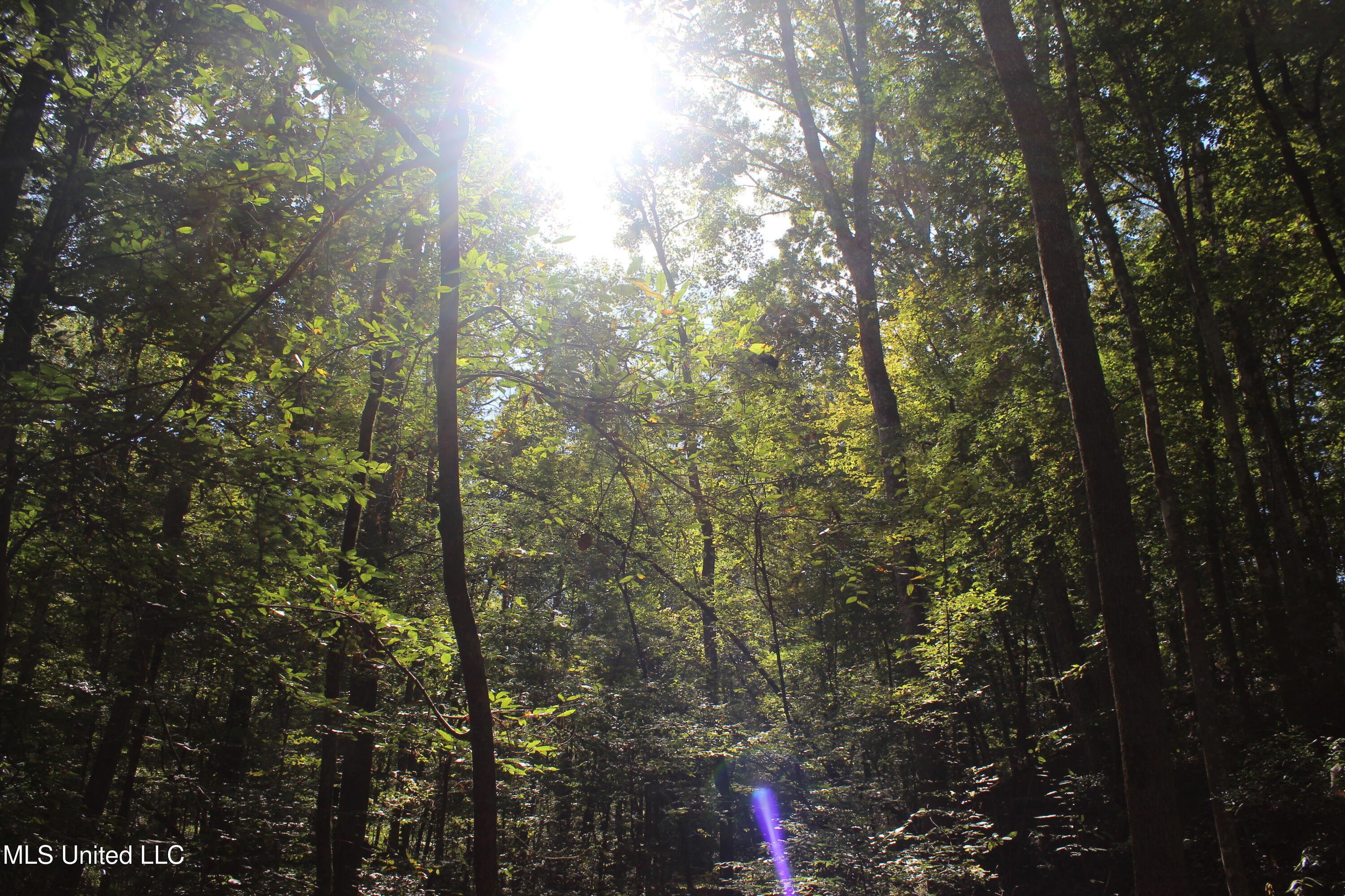 Tbd Fox Road Gloster, MS 39638 - Photo 17 of 20 40 ac Fox Rd Amite County ground photos