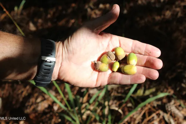 $284,000 | Tbd Fox Road, Gloster, MS 39638