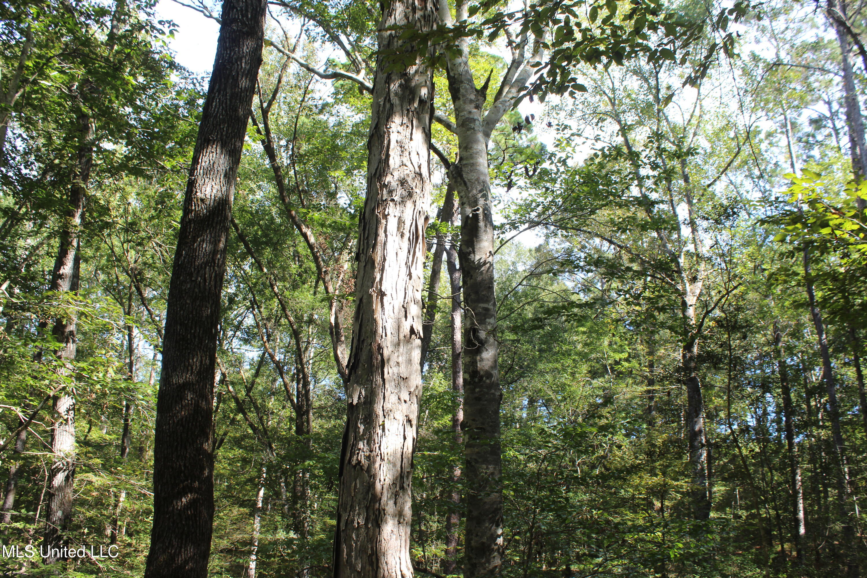 Tbd Fox Road Gloster, MS 39638 - Photo 20 of 20 40 ac Fox Rd Amite County ground photos