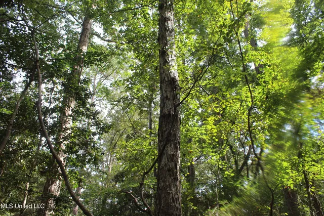 $284,000 | Tbd Fox Road, Gloster, MS 39638