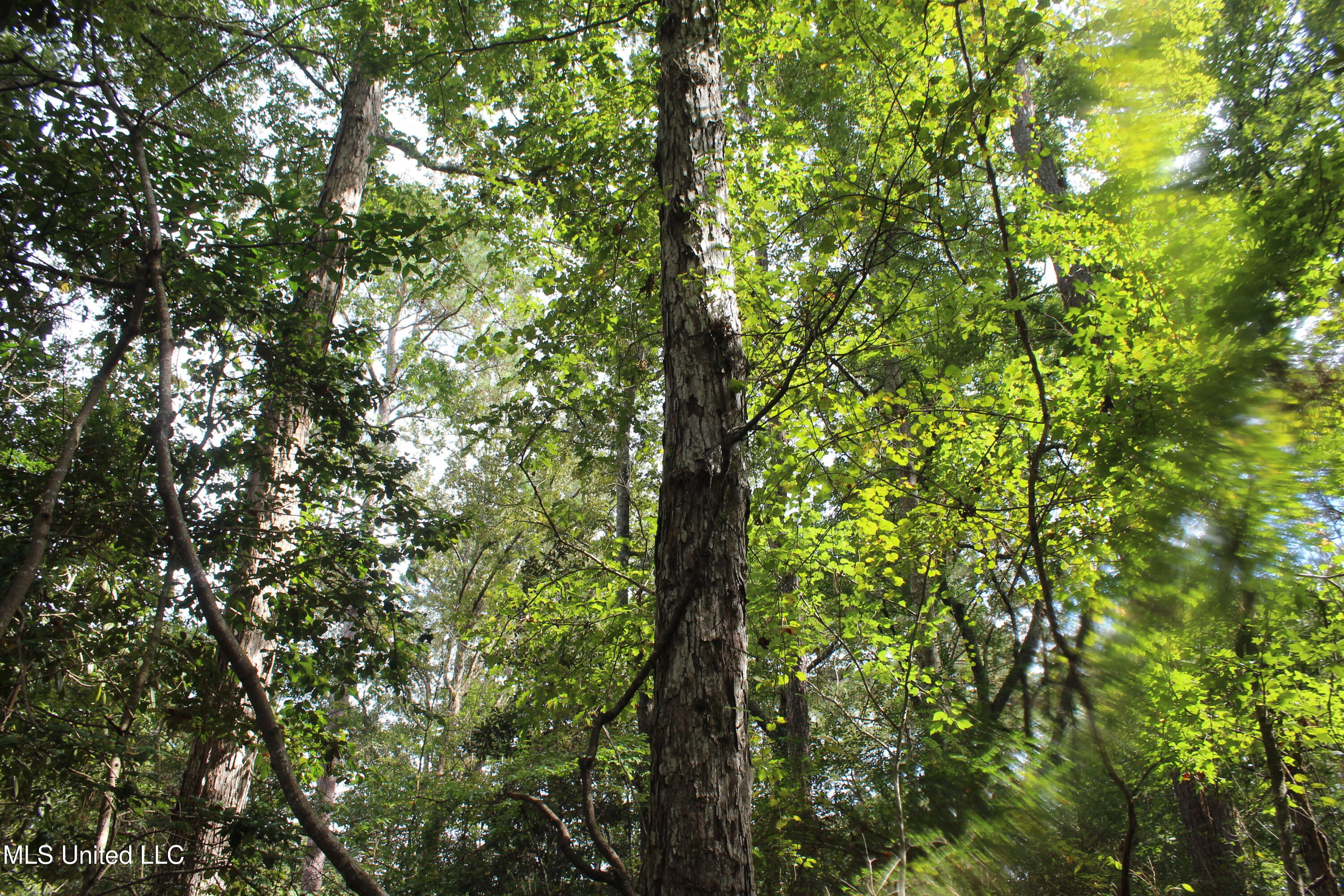 Tbd Fox Road Gloster, MS 39638 - Photo 4 of 20 40 ac New Hope Rd & Fox Rd (6)