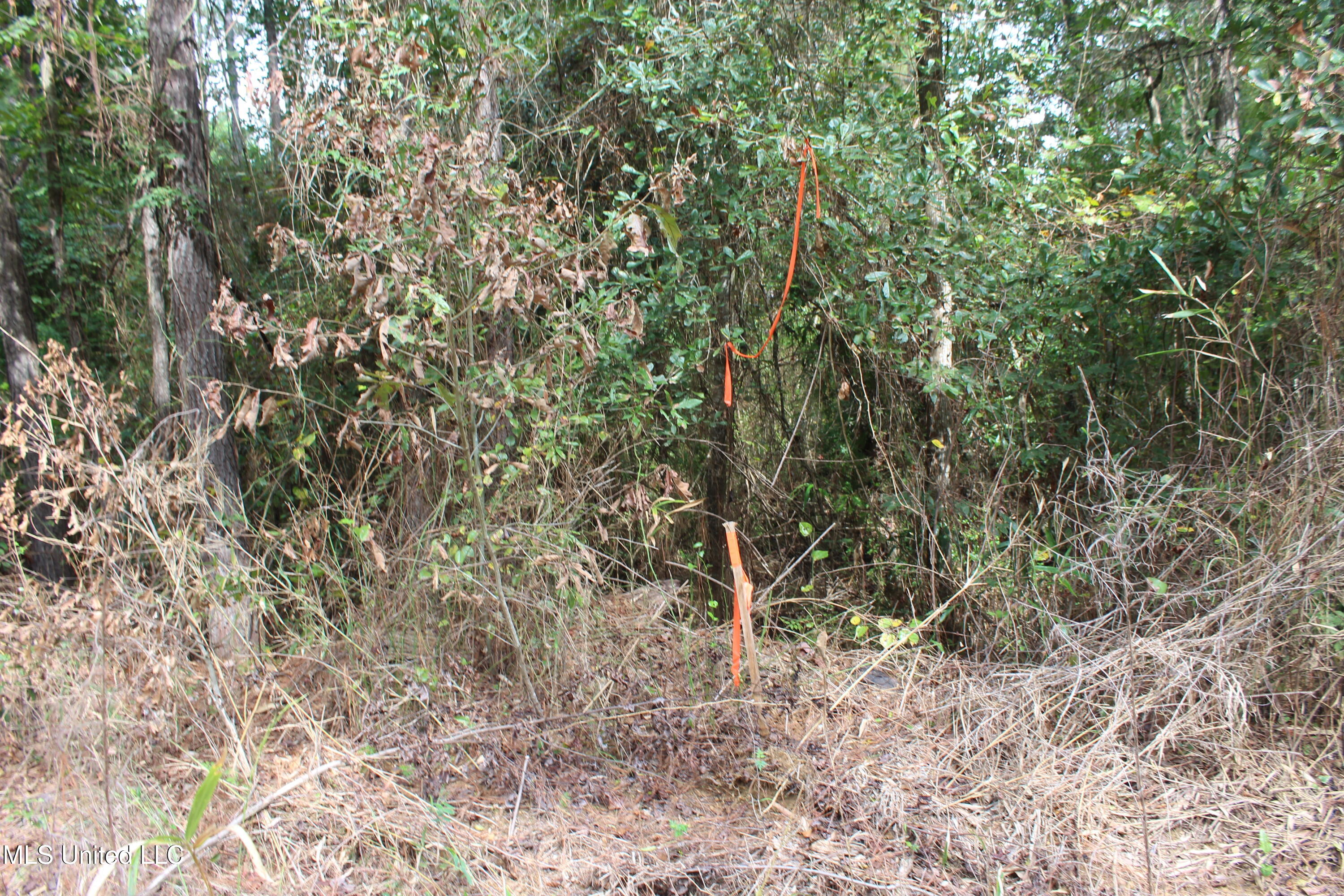 Tbd Fox Road Gloster, MS 39638 - Photo 6 of 20 40 ac New Hope Rd & Fox Rd (5)