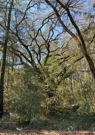 $165,000 | Lot #3 Old Military Road, Adams Run, SC 29426