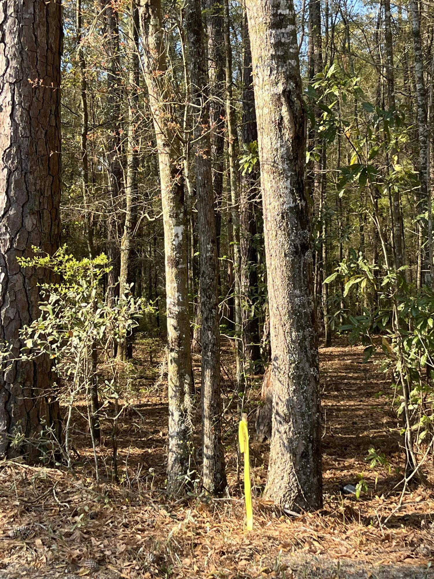 Lot #3 Old Military Road Adams Run, SC 29426 - Photo 2 of 6 IMG_9595