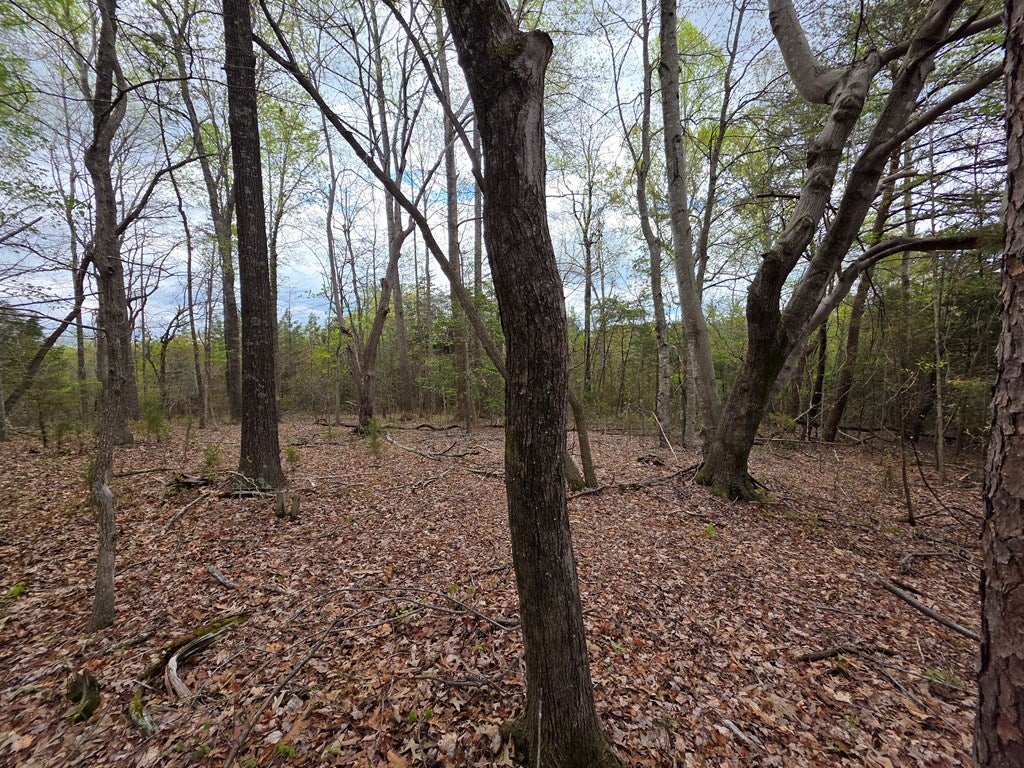 Spring Grove Road Spout Spring, VA 24593 - Photo 4 of 9 Gallery Image 4
