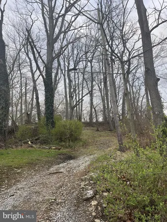 a view of a yard with plants and trees