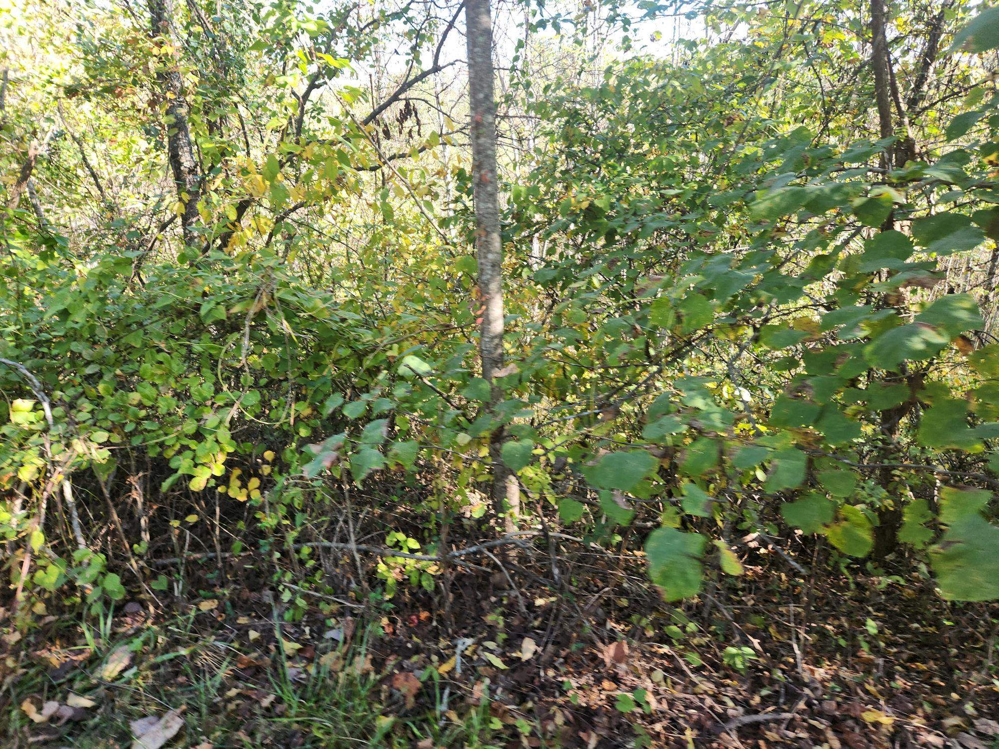 0 Kiser Fork Road Grayson, KY 41143 - Photo 7 of 48 Gallery Image 7