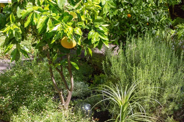 $1,028,000 | 2155 Emerson Street, Berkeley, CA 94705