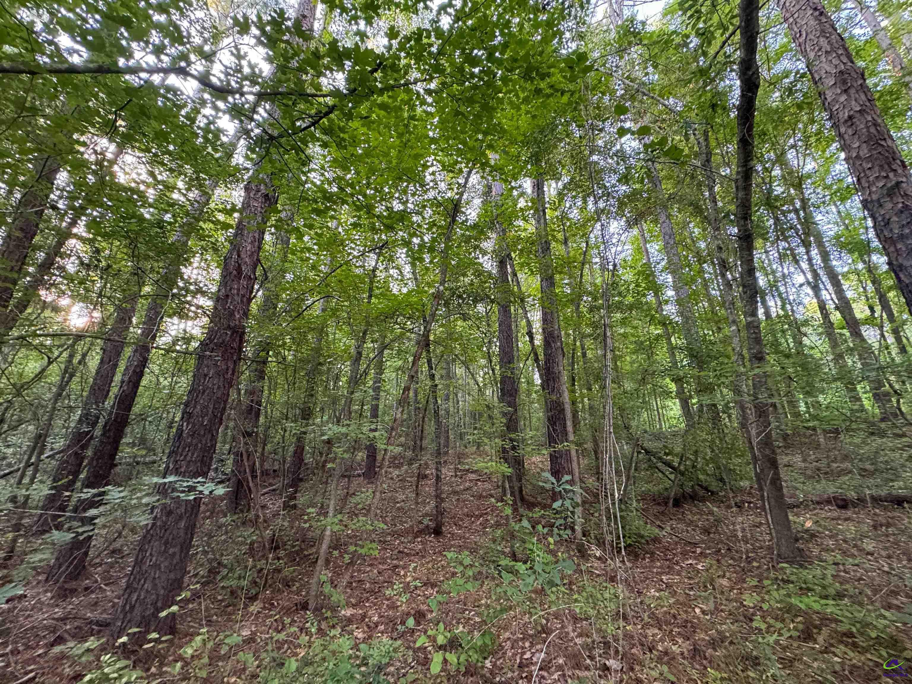 12.6-acres Hicks Road Roberta, GA 31078 - Photo 17 of 17