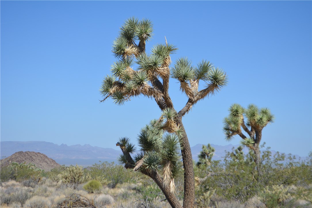 Lot G8 South Alvis Road Yucca, AZ 86438 - Photo 11 of 48 Other