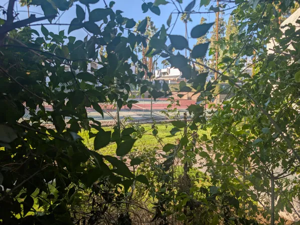 a view of a garden with a tree in front of it