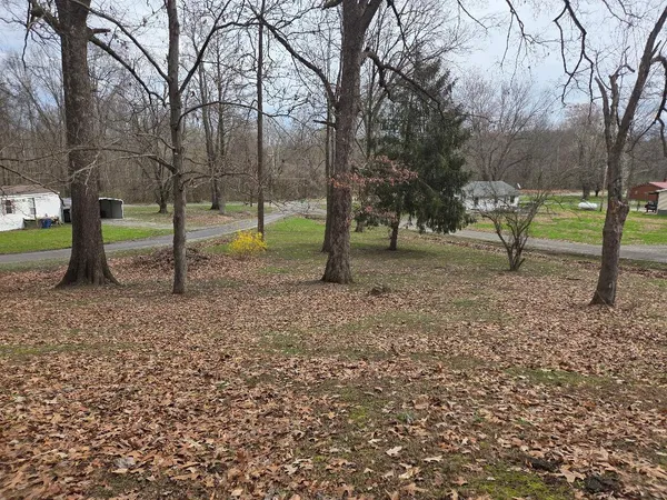 a view of some trees in the forest