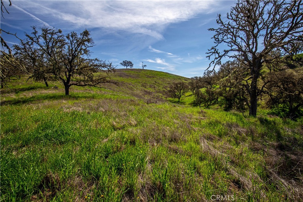 930 Windwood Road Paso Robles, CA 93446 - Photo 37 of 67 a view of a yard with a tree