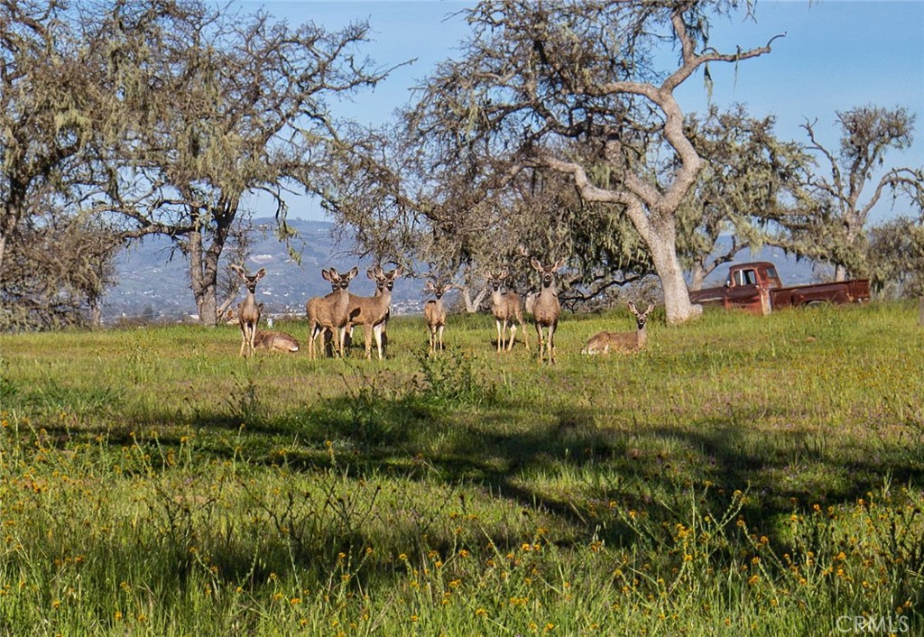 930 Windwood Road Paso Robles, CA 93446 - Photo 60 of 67 a view of a garden