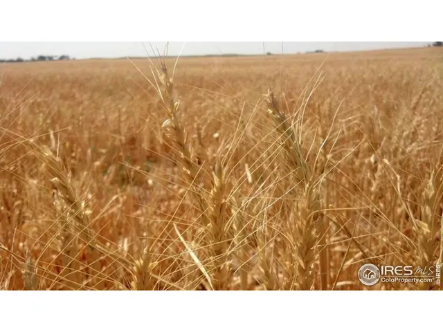 a black and white photo of a lake