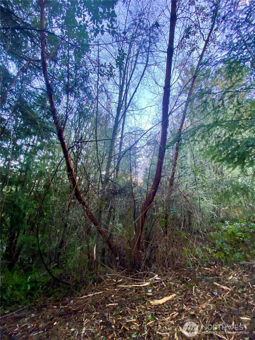 0 Chelsamish Drive Sequim, WA 98382 - Photo 9 of 16