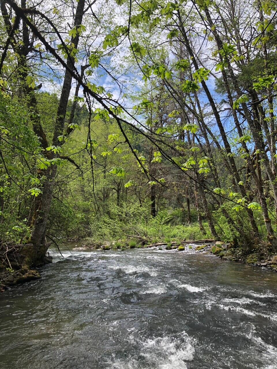 52 Dodes Creek Road Trail, OR 97541 - Photo 93 of 110 Creek