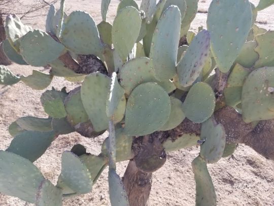 4809 West Felspar Avenue Ridgecrest, CA 93555 - Photo 21 of 21 Gallery Image 21