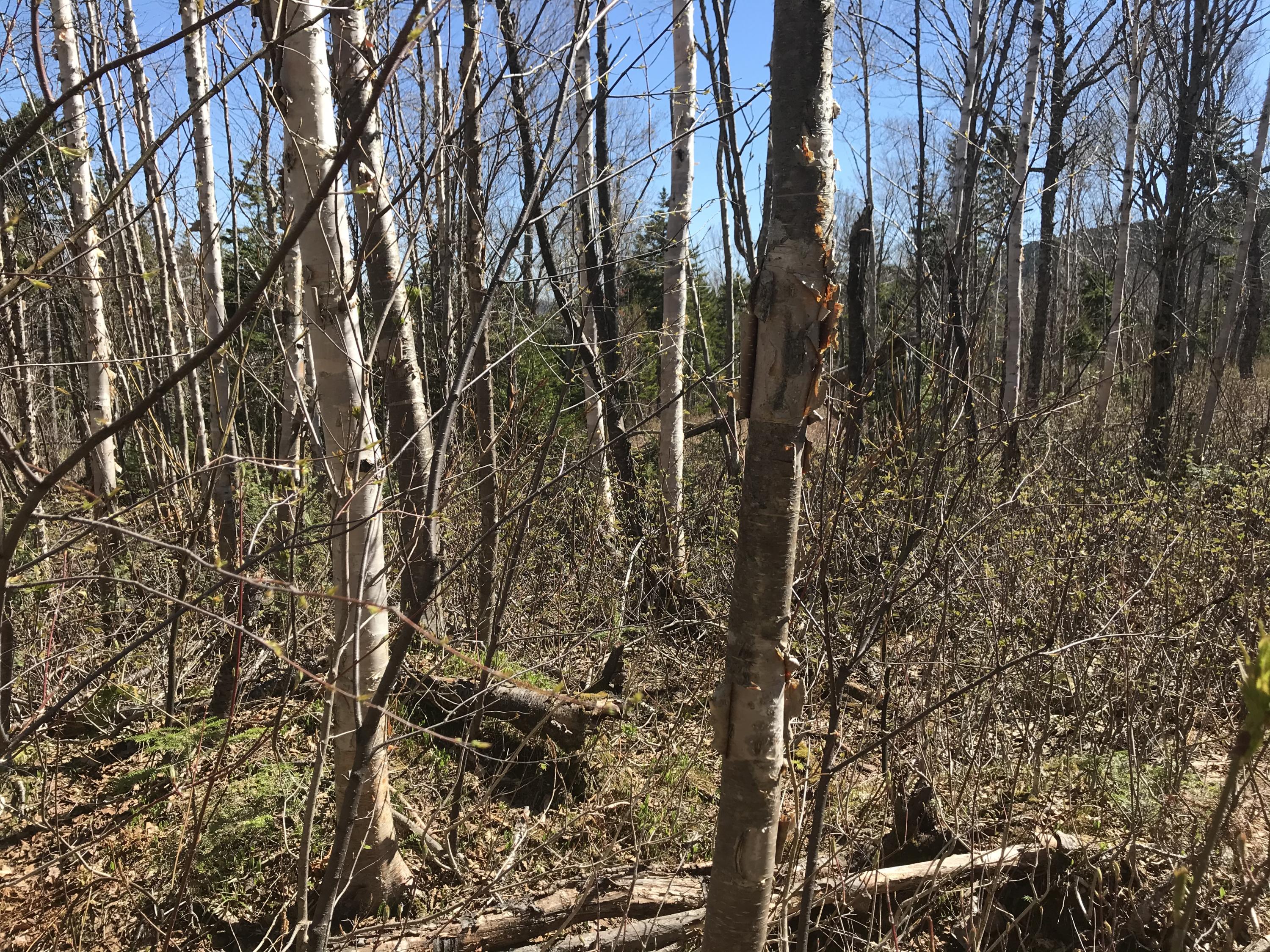 Lot 8 East Lot Road West Forks, ME 04985 - Photo 2 of 12 C495D9C7-A424-49F8-B158-5BC04D3A91F5