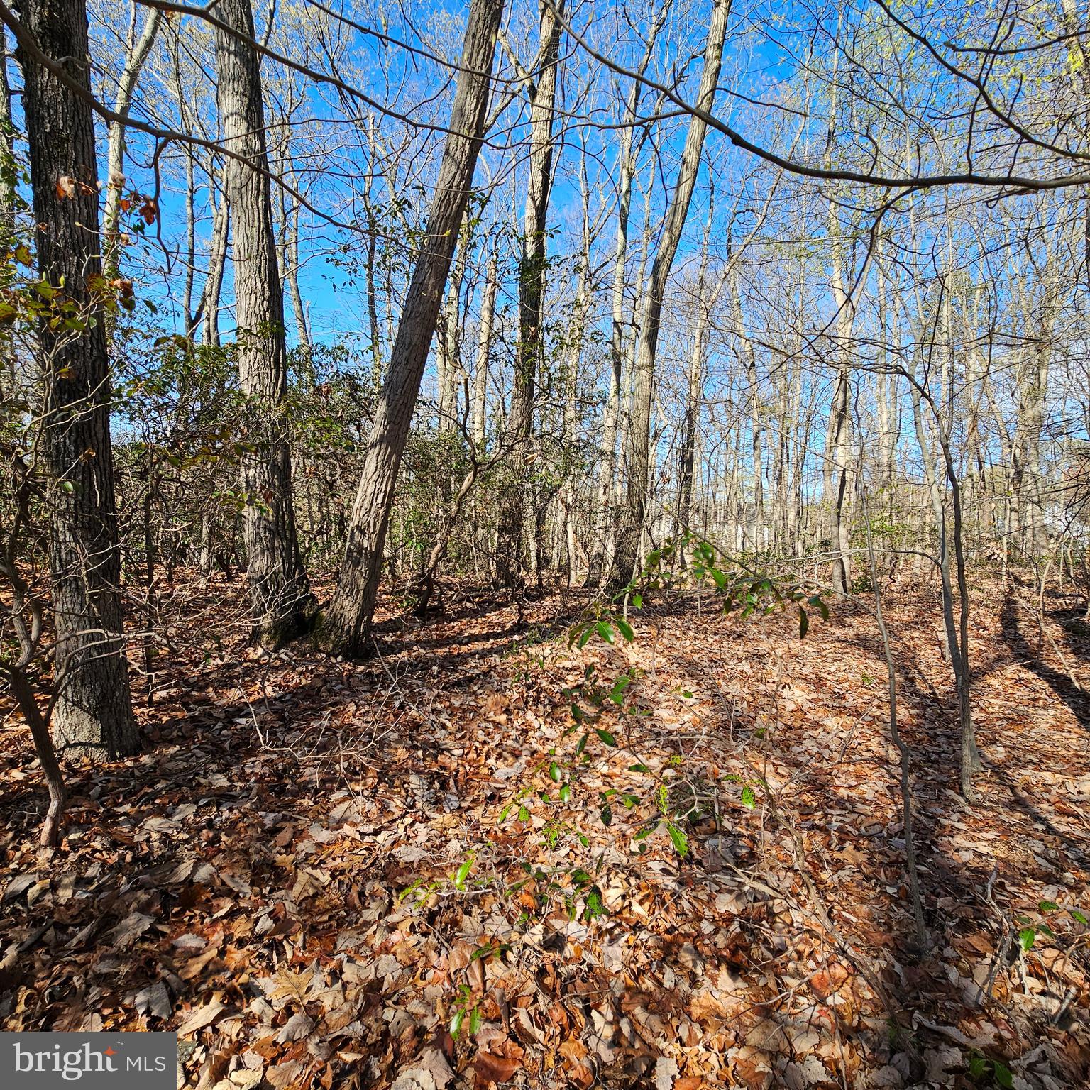 Shagbark Lane Elkton, MD 21921 - Photo 3 of 7 Your Lot