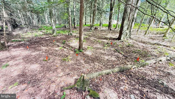 a view of a yard with trees