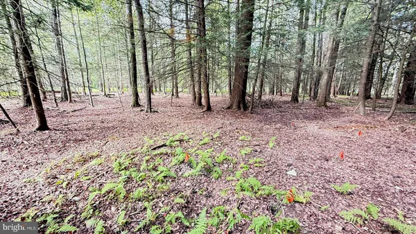 a view of a backyard with large trees