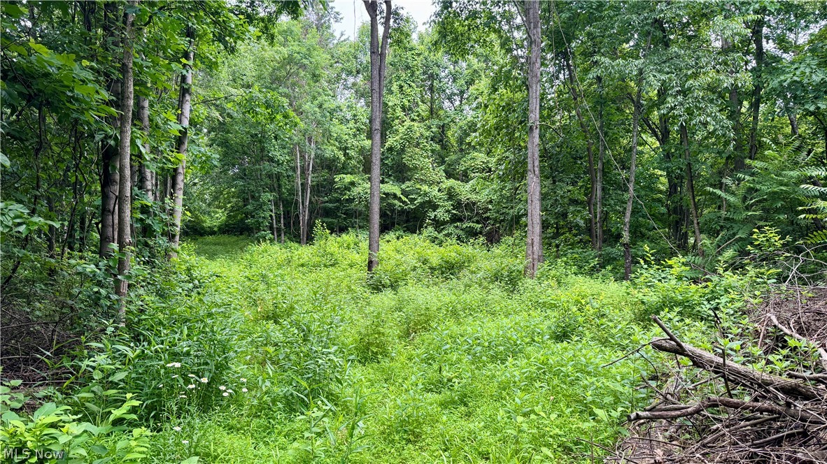 Marlott Run Road Kimbolton, OH 43749 - Photo 32 of 49