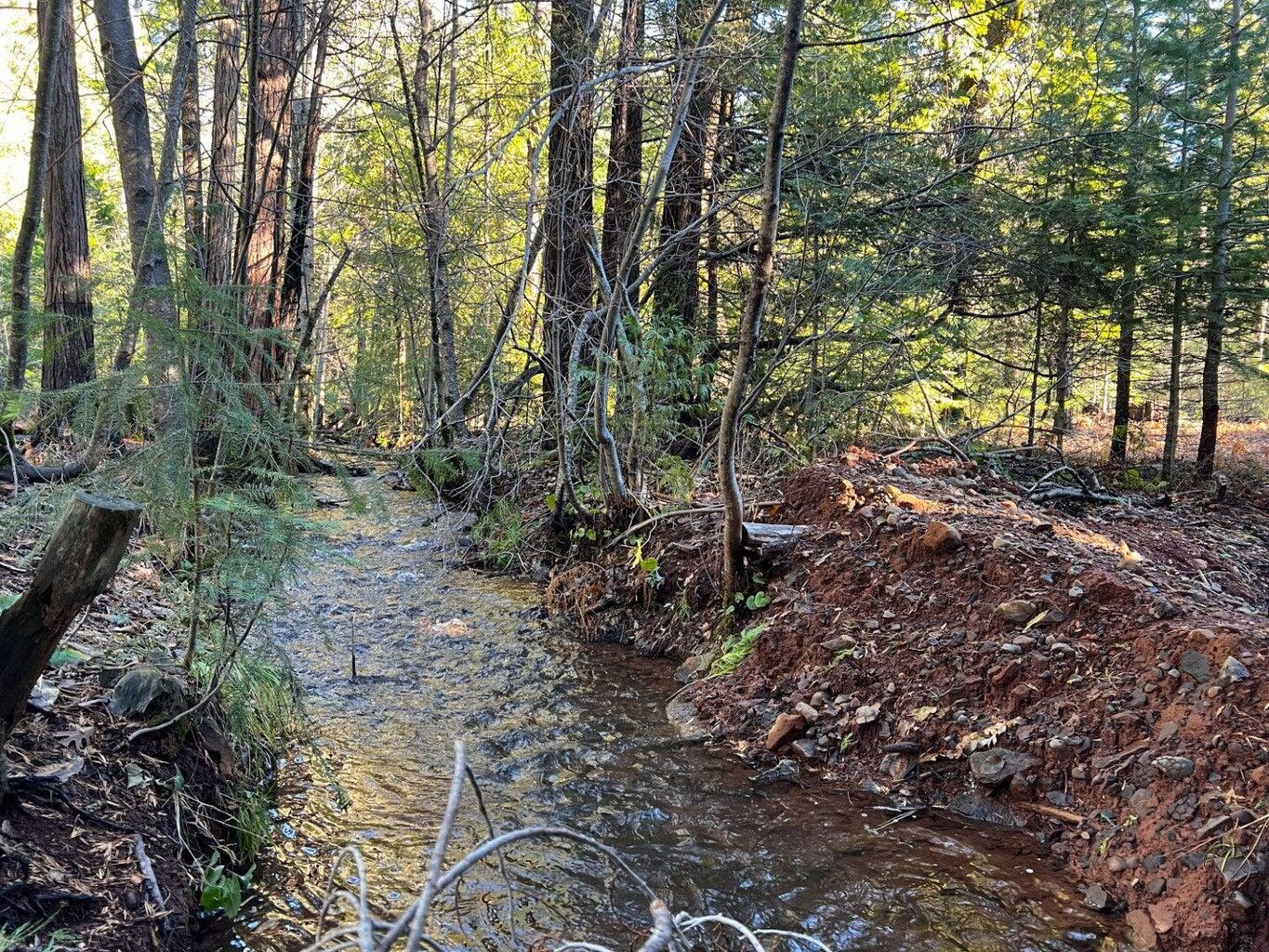 Montgomery Road Shingletown, CA 96088 - Photo 12 of 20 a view of a forest filled with trees