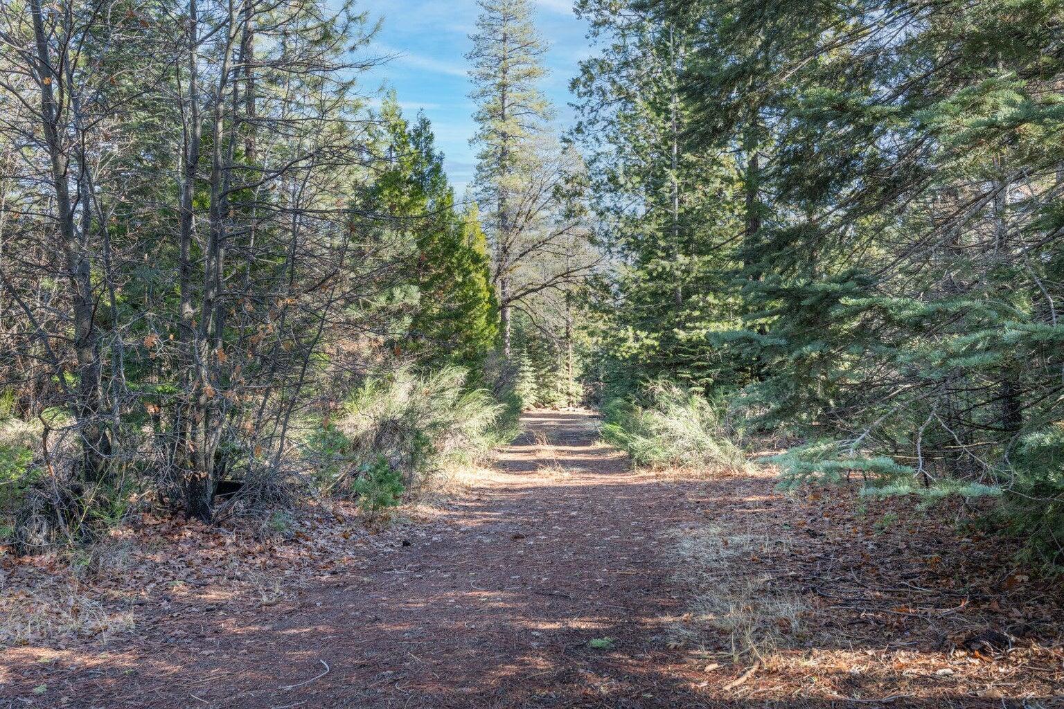 Montgomery Road Shingletown, CA 96088 - Photo 14 of 20 a view of a forest with trees