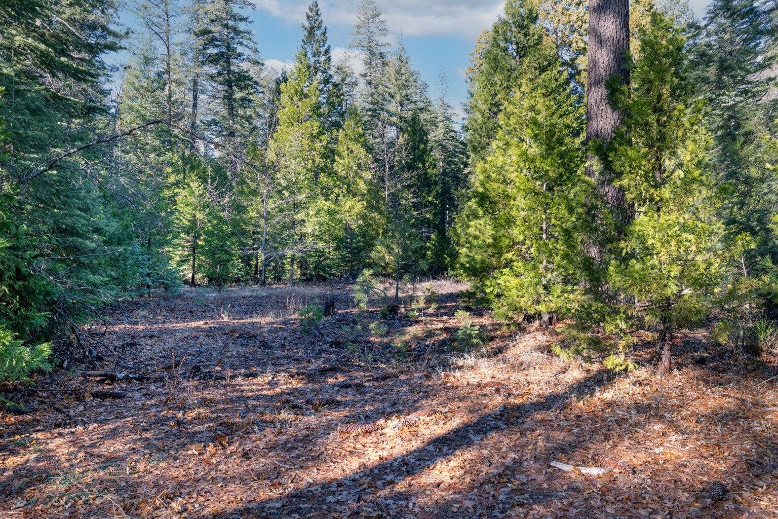 Montgomery Road Shingletown, CA 96088 - Photo 15 of 20 a view of forest