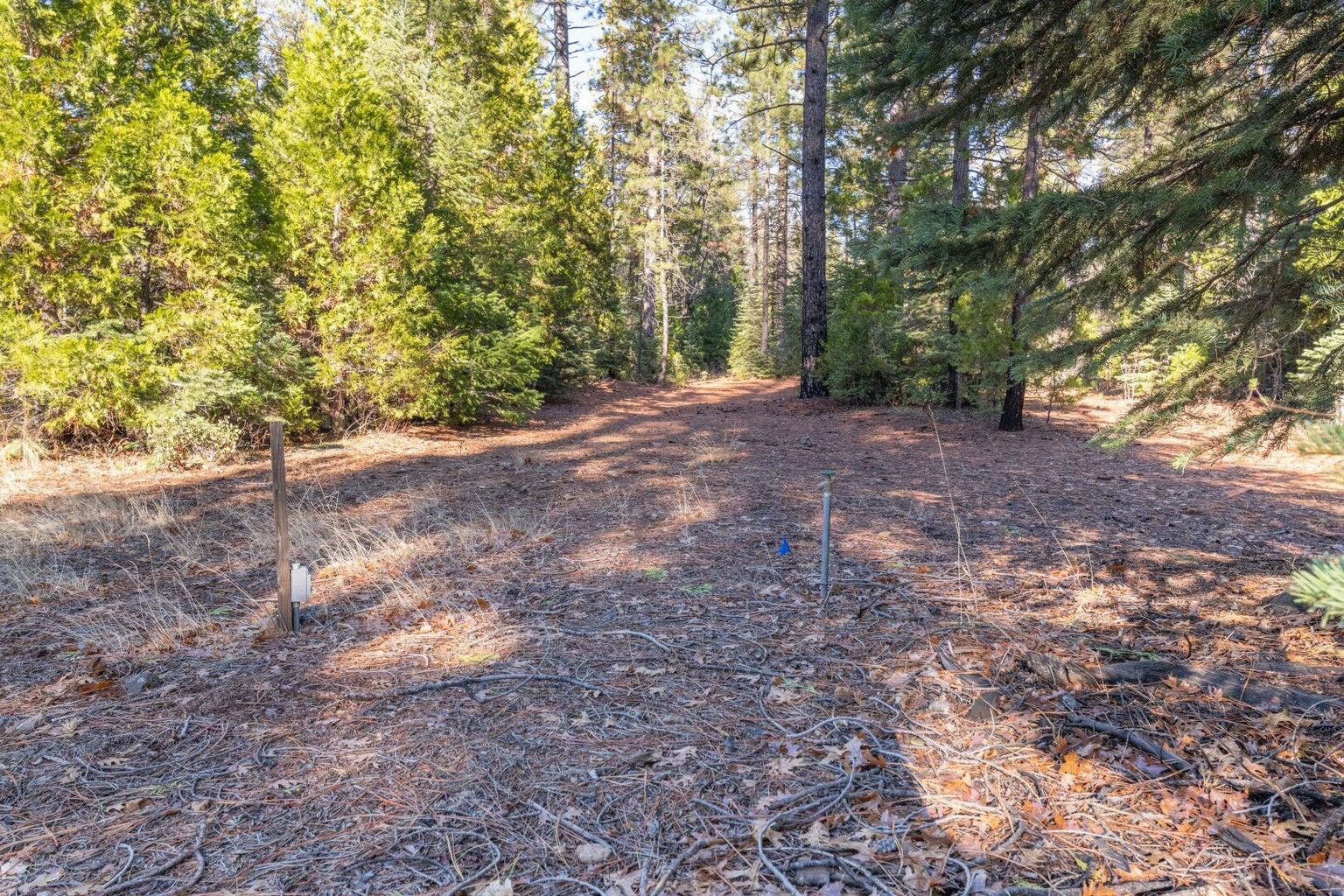 Montgomery Road Shingletown, CA 96088 - Photo 16 of 20 a view of a forest with trees in the background